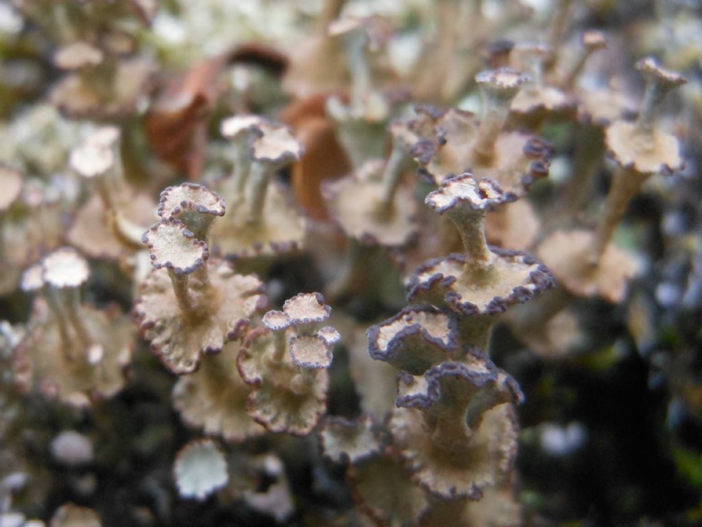 Cladonia sp. dalla Gallura 2